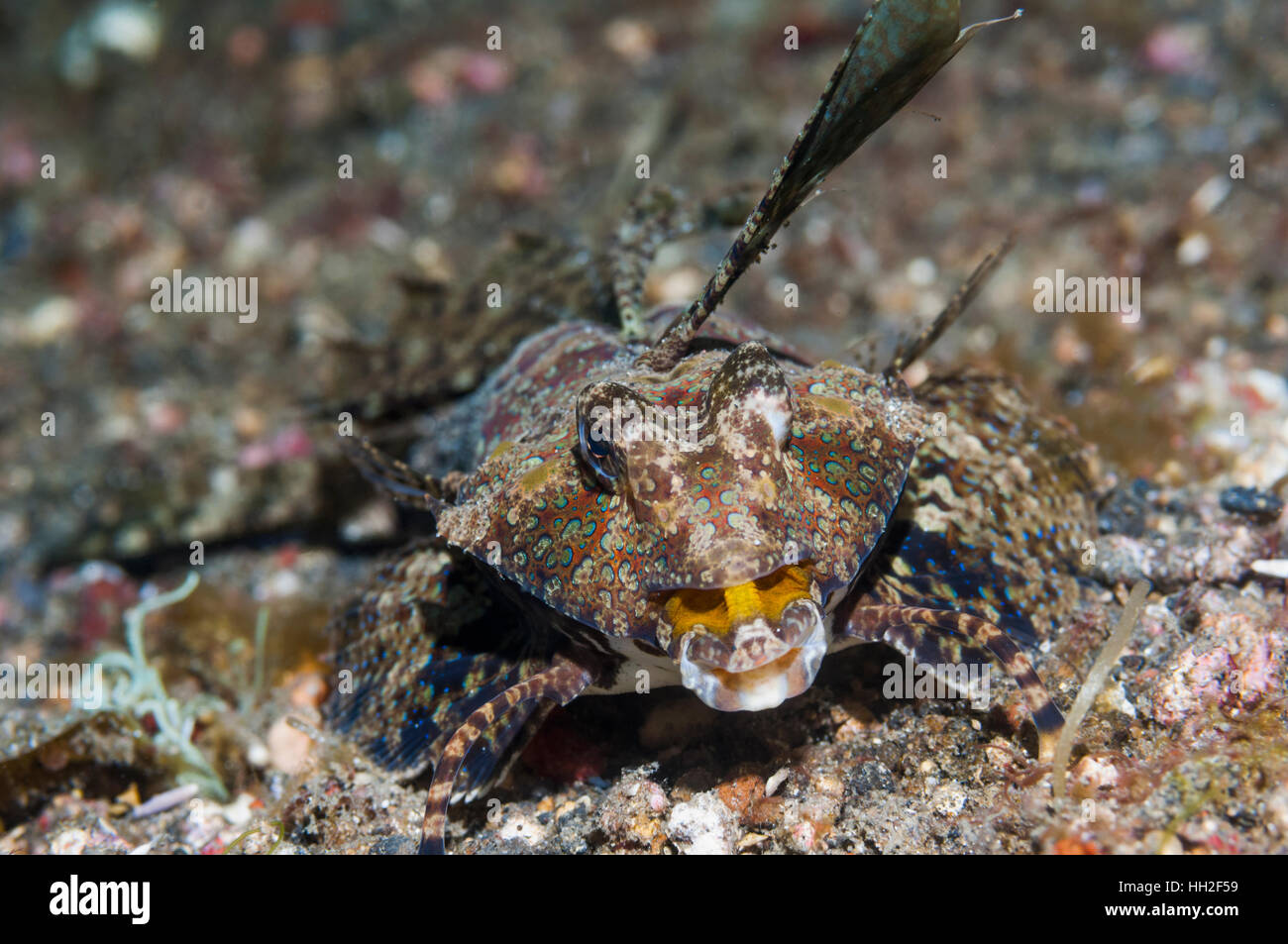 Dragonet [Synchiropus sp.]  Lembeh Strait, North Sulawesi, Indonesia. Stock Photo