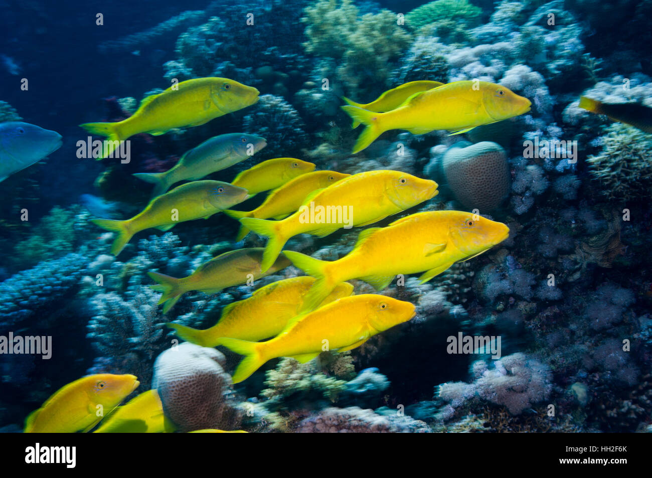 Yellowsaddle goatfish [Parupeneus cyclostomus] hunting over coral reef.  Egypt, Red Sea. Stock Photo
