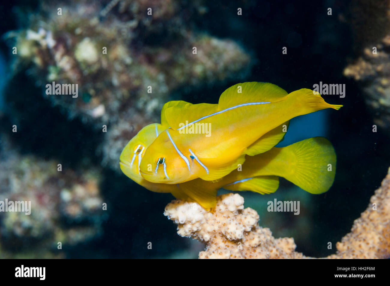 Lemon coralgoby [Gobiodon citrinus] pair on coral perch.  Egypt, Red Sea. Stock Photo