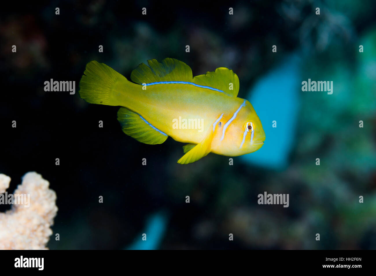 Lemon coralgoby [Gobiodon citrinus].  Egypt, Red Sea. Stock Photo