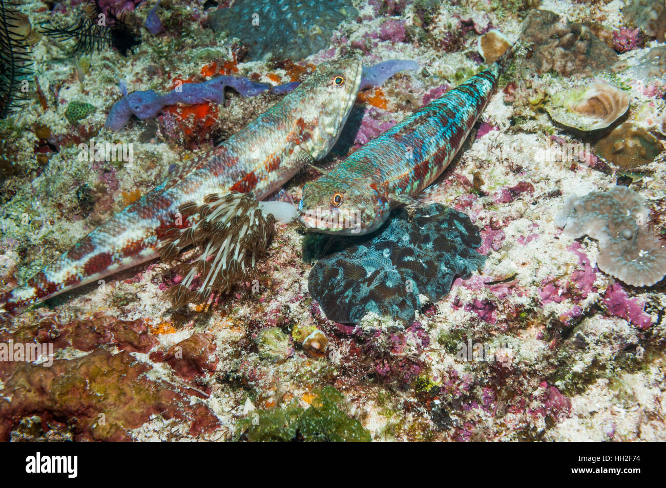 Reef lizardfish [Synodus variegatus].  Cebu, Malapascua Island, Philippines. Stock Photo