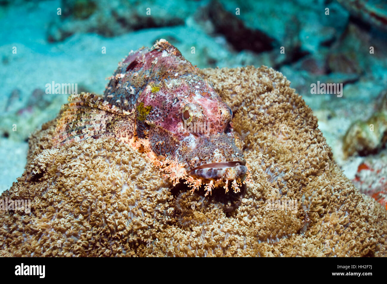 Tasseled scorpionfish (Scorpaenopsis oxycephala) perched on soft coral.  Andaman Sea, Thailand Stock Photo