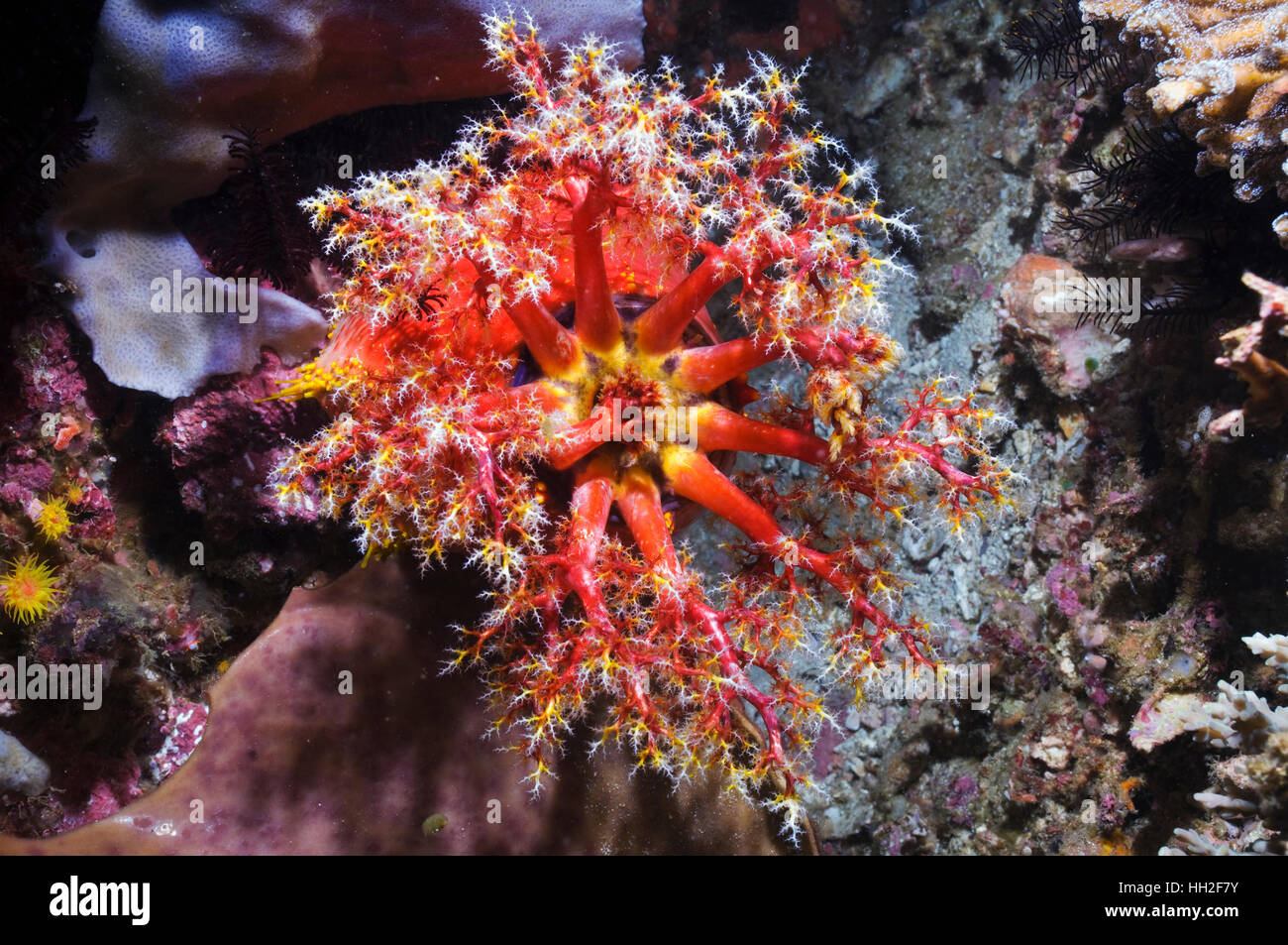 Sea apple (Pseudocolochirus violaceus), a sea cucumber, feeds by filtering the water column with its tentacular crown, successively bringing each arm Stock Photo