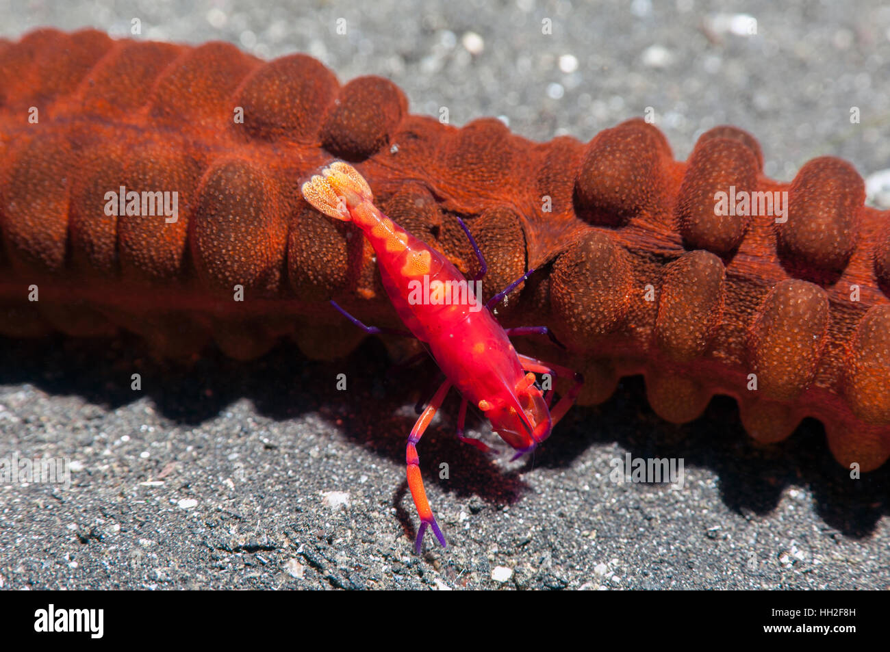 Emperor shrimp (Periclemenes imperator] perched on Harmonica sea cucumber [Opheodesoma australiensis].  Lembeh, Sulawesi, Indonesia. Stock Photo