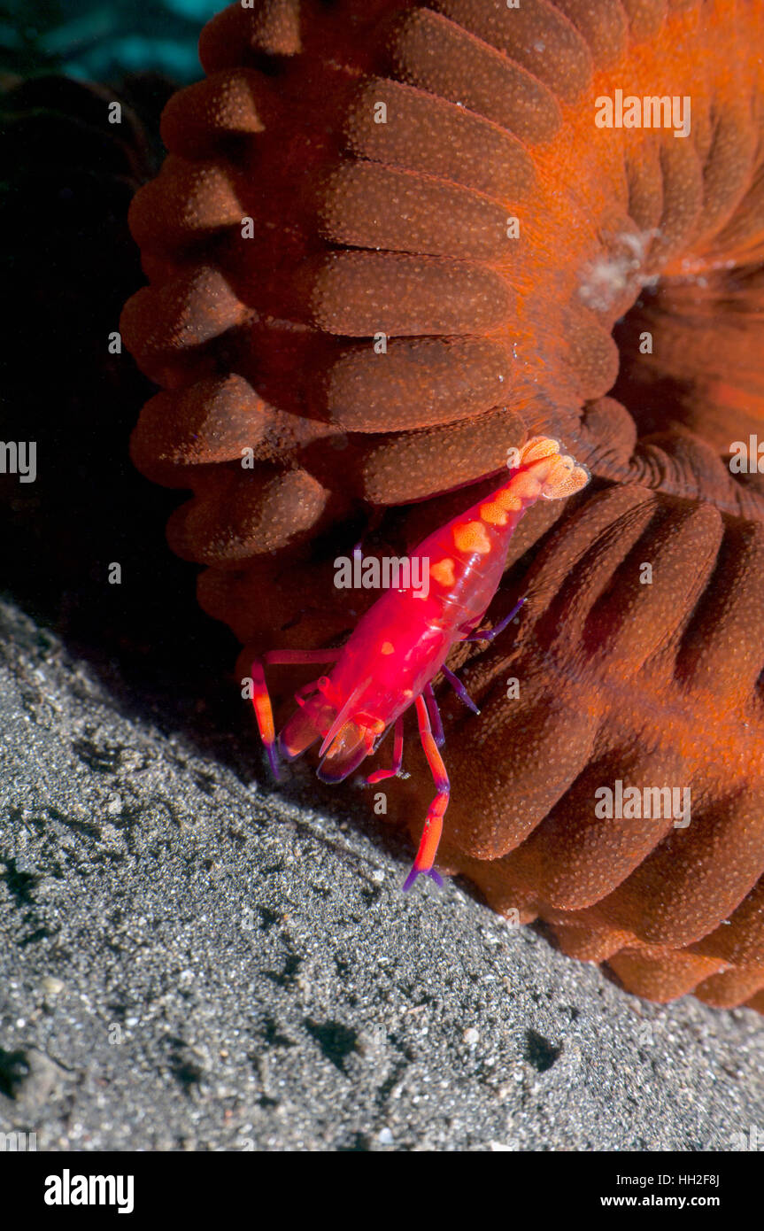 Emperor shrimp (Periclemenes imperator] perched on Harmonica sea cucumber [Opheodesoma australiensis].  Lembeh, Sulawesi, Indonesia. Stock Photo