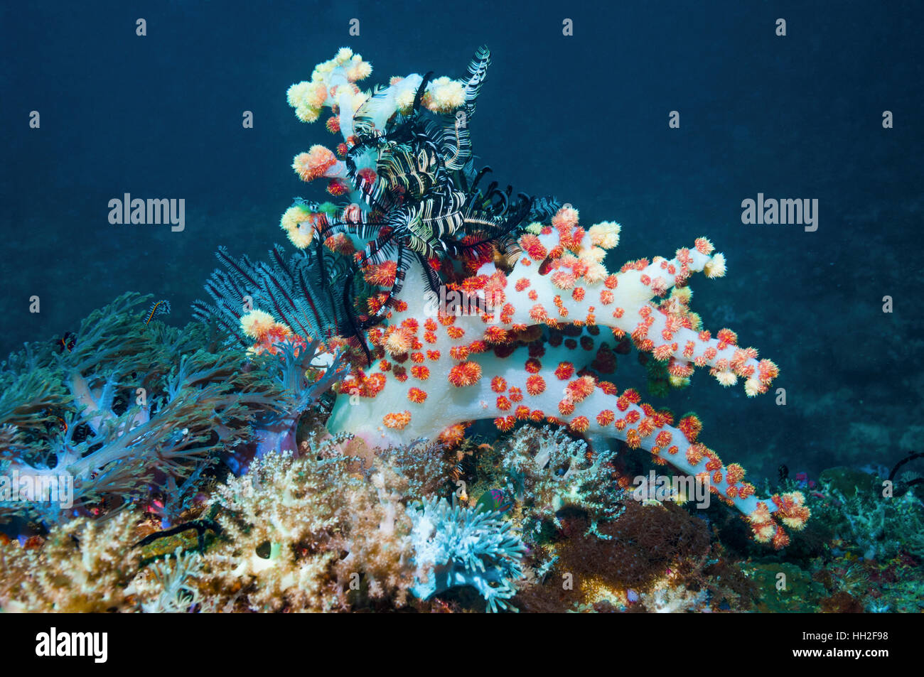 Soft coral [Dendronephthya sp.].  Cebu, Malapascua Island, Philippines. Stock Photo