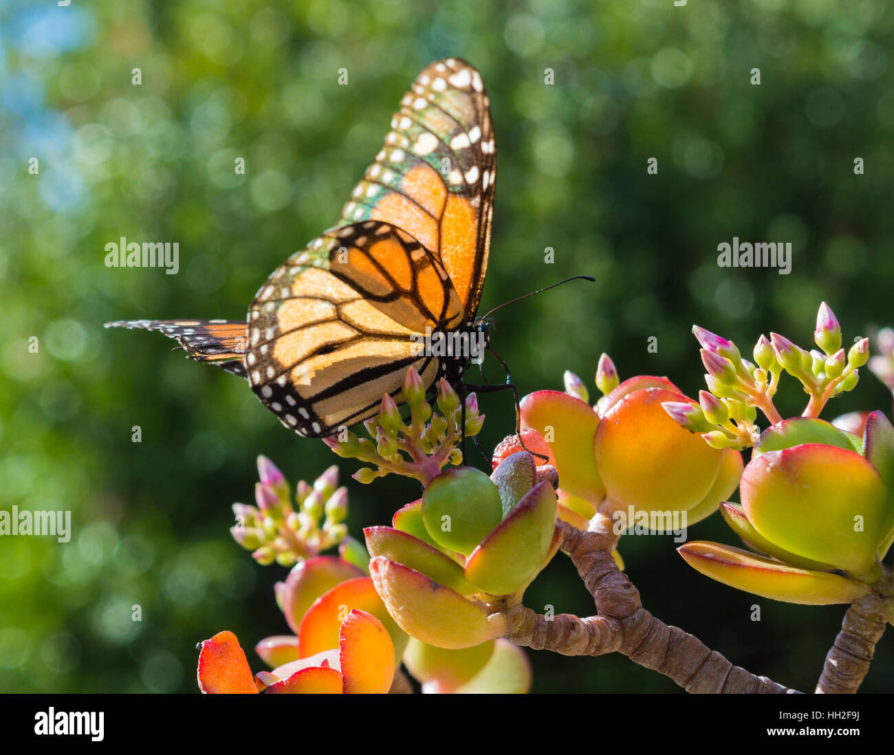 Monarch Butterfly on a Jade Plant Stock Photo