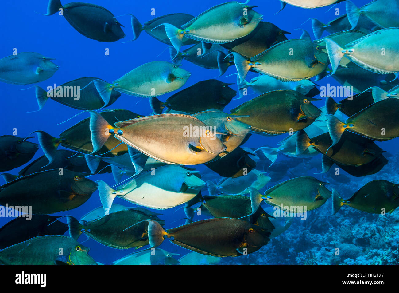 School of Bluespine / Short nosed unicornfish [Naso unicornis]. Egypt ...