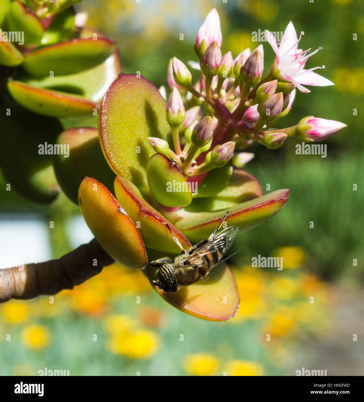 Stripe-Eyed Flower Fly on a Jade Plant Stock Photo