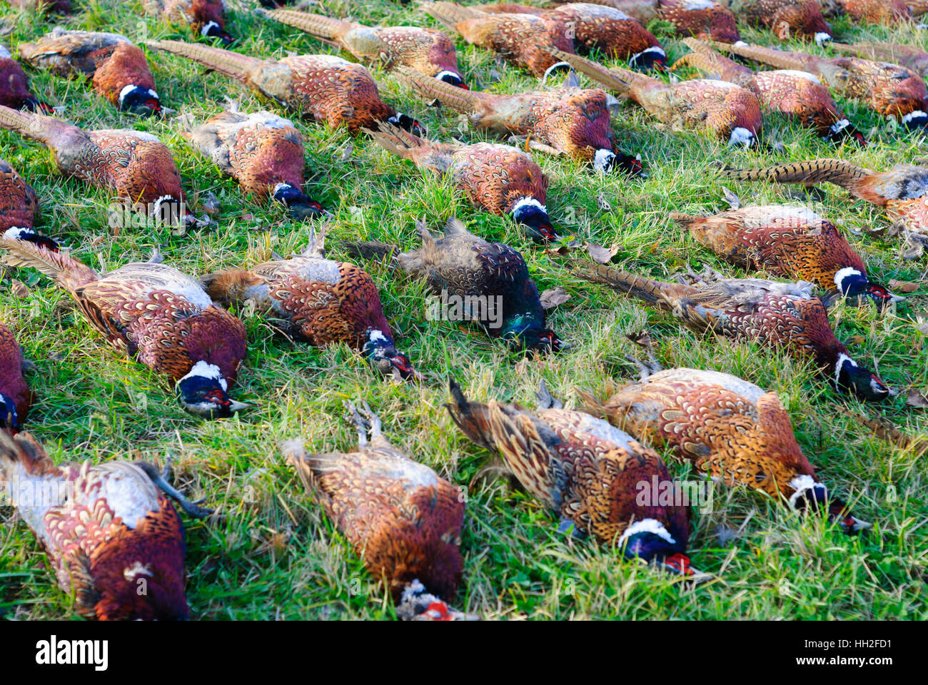 Hluboka nad Vltavou (Frauenberg): layout of male pheasants (Phasianus colchicus) after a hunt, , Jihocesky, Südböhmen, South Bohemia, Czech Stock Photo