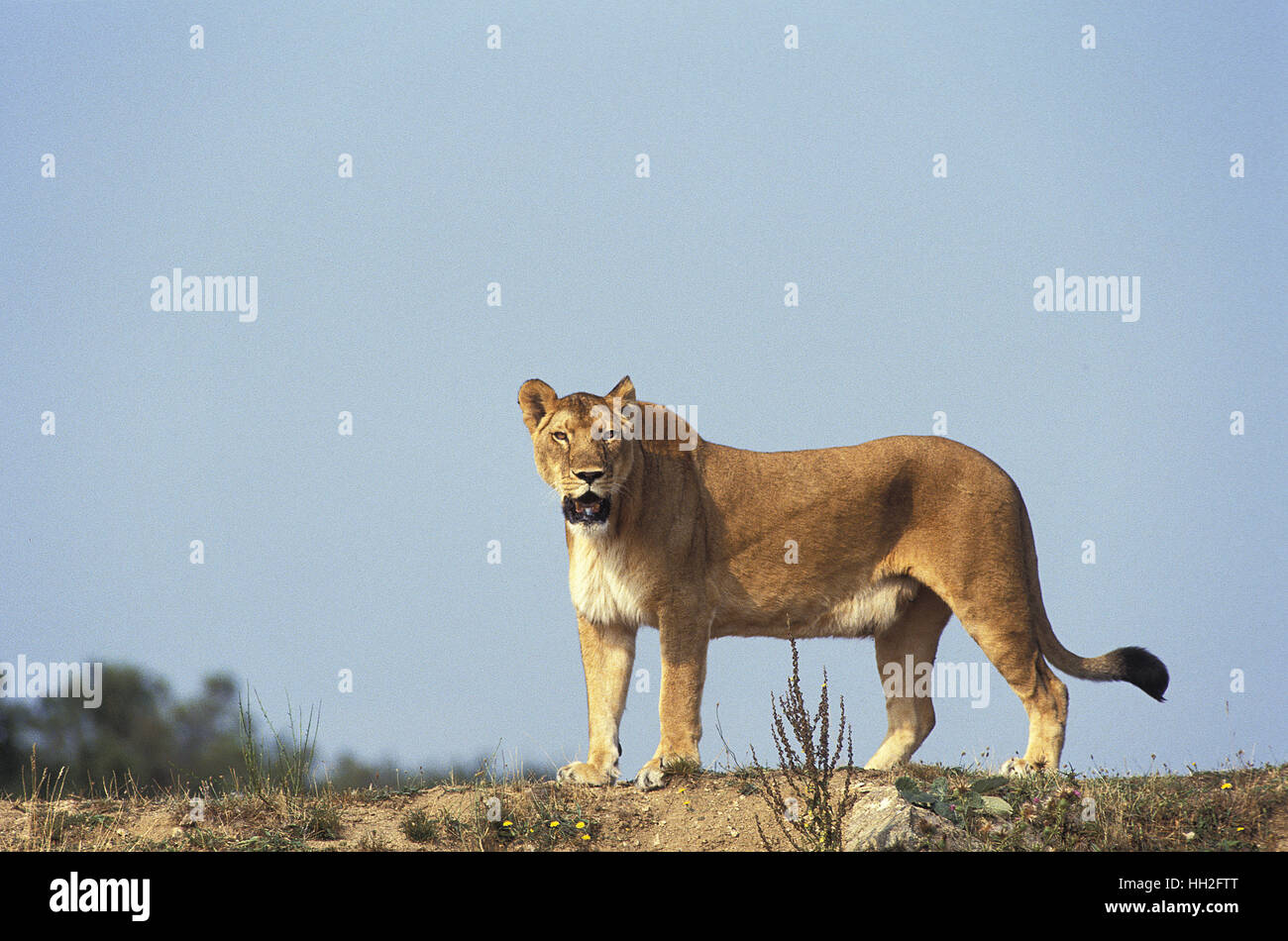 African Lion, panthera leo, Female, Masai Mara Park in Kenya Stock ...