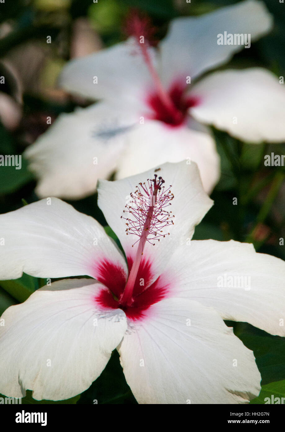 Flower in a garden. Stock Photo
