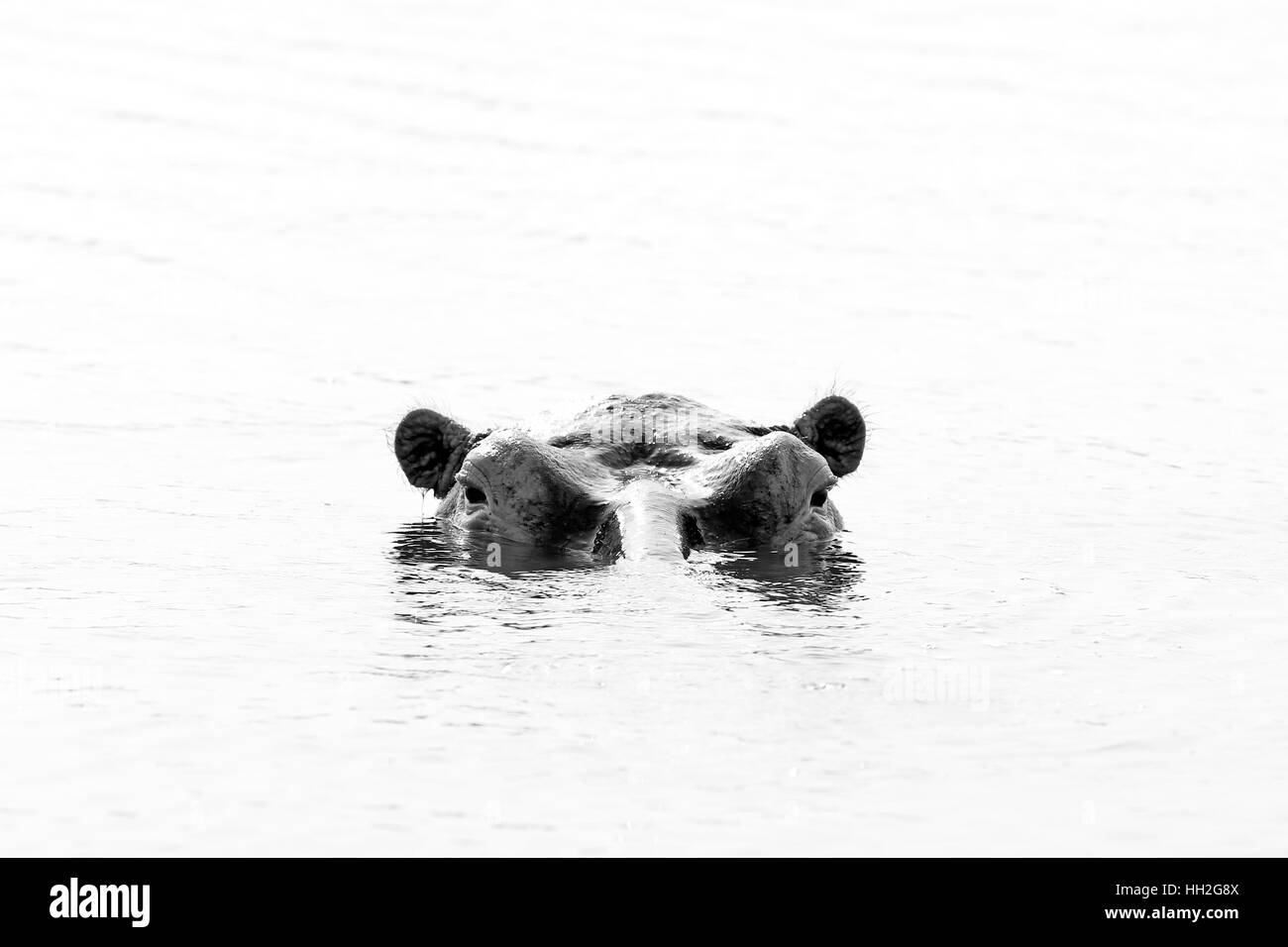 Hippopotamus (Hippopotamus Amphibius) in the Water, looking over the Surface. Black and white picture. Lake Mburo, Uganda Stock Photo