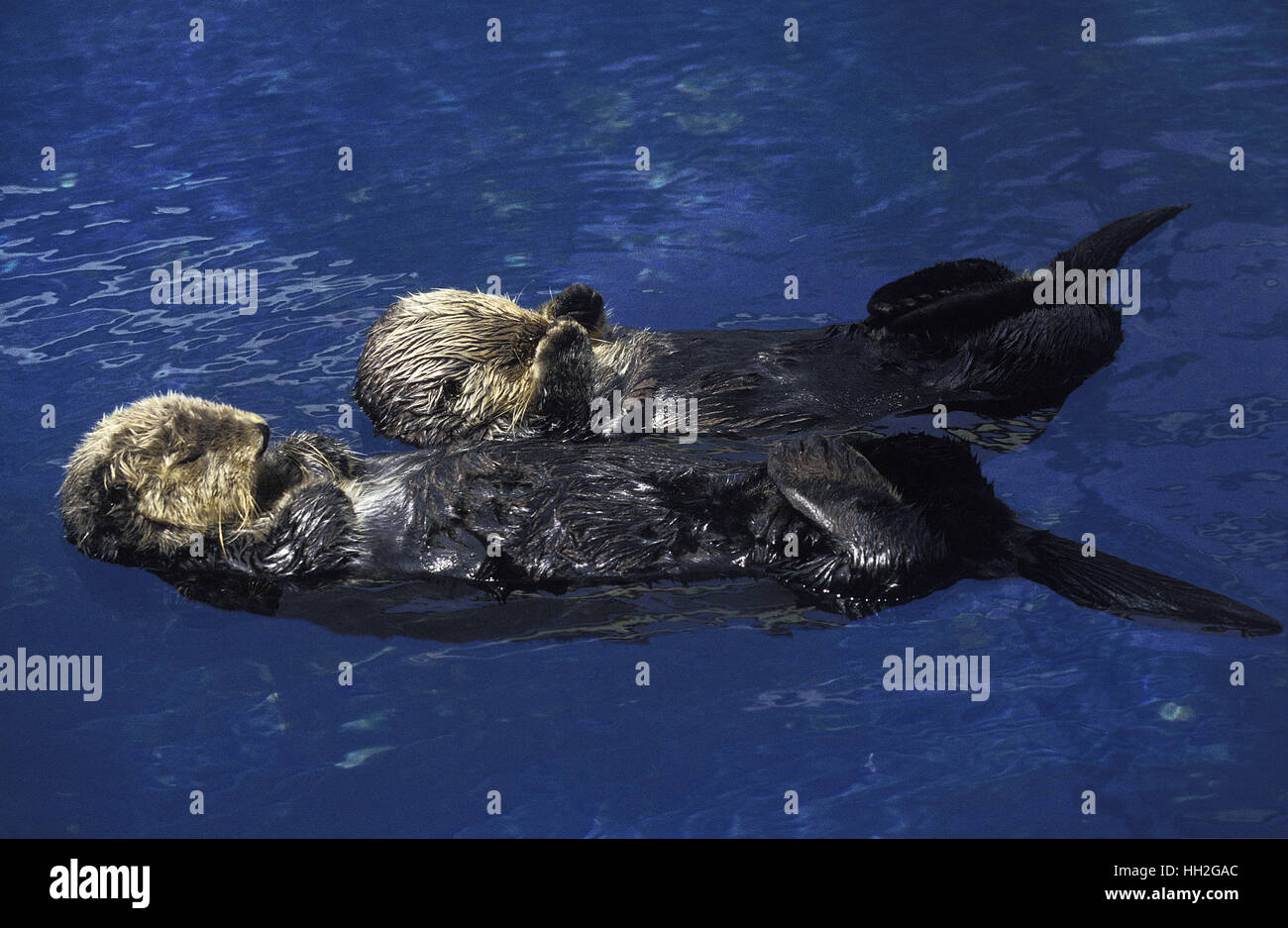 Sea Otter,   enhydra lutris Stock Photo