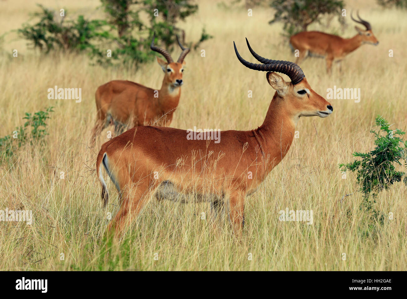 Ugandan Kobs (Kobus kob thomasi). Ishasha, Queen Elisabeth, Uganda Stock Photo