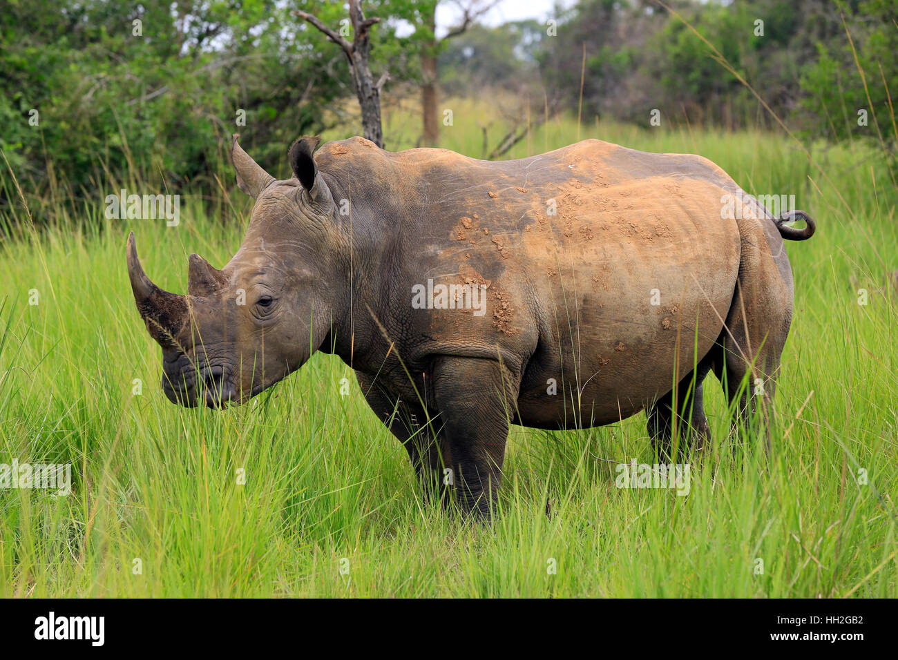 White Rhino (Ceratotherium simum). Rhino Trekking in Ziwa Rhino Sanctuary, Uganda Stock Photo
