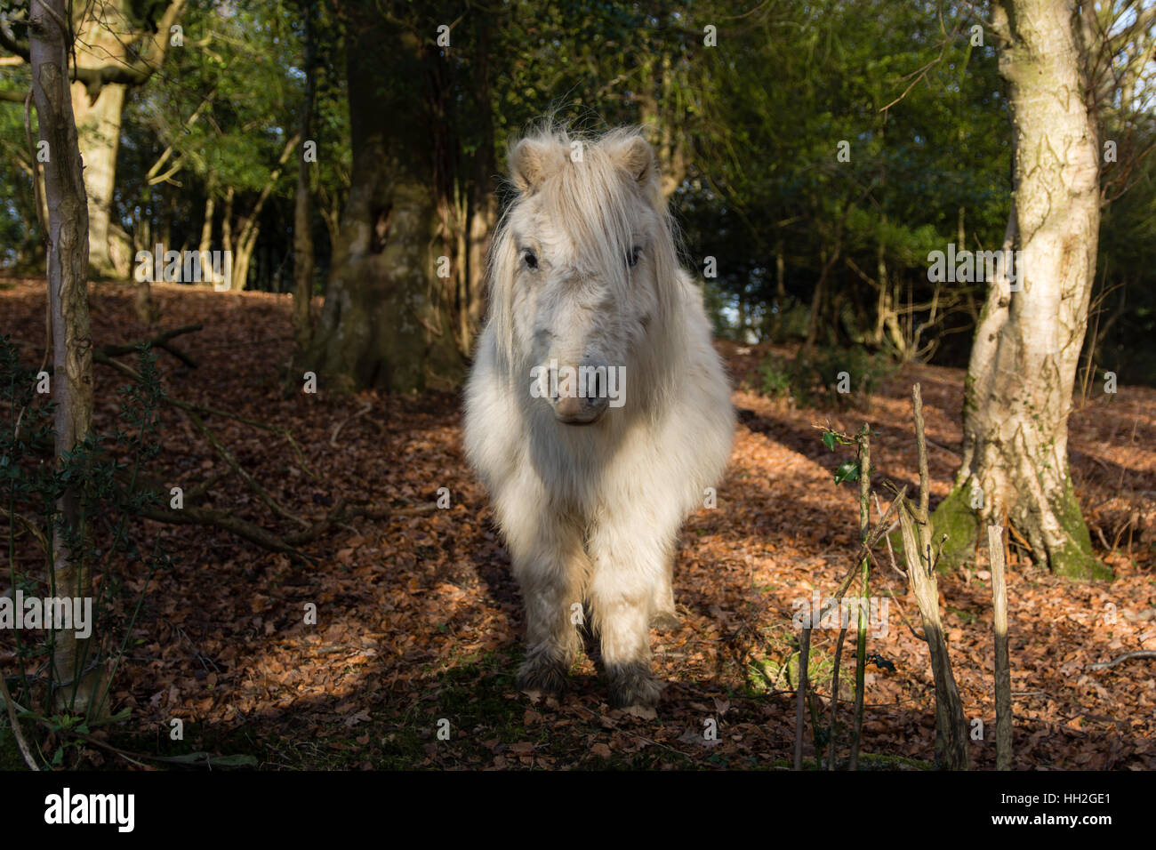 White New Forest pony in woodland, head on. Wild horse roaming freely in National Park in south of England, UK Stock Photo