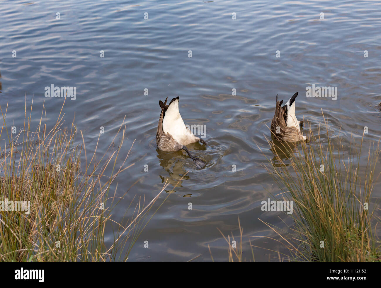 Two Canadian geese, bottoms up in the lake.Taken at Hainault Country