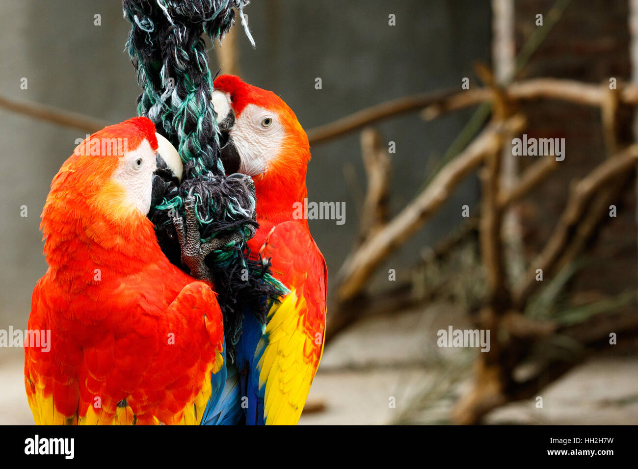 Parrots clinging on a rope with their beaks. Stock Photo