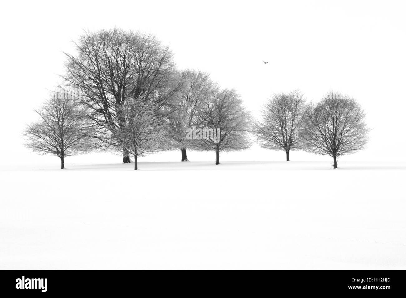 Trees Silhouetted in Pure White Snow Stock Photo