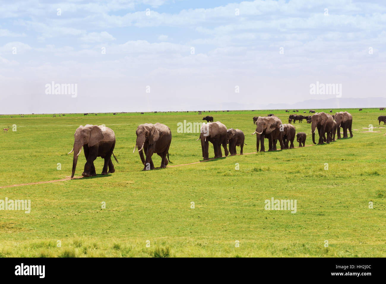 Family of elephants moving in line towards swamps Stock Photo Alamy