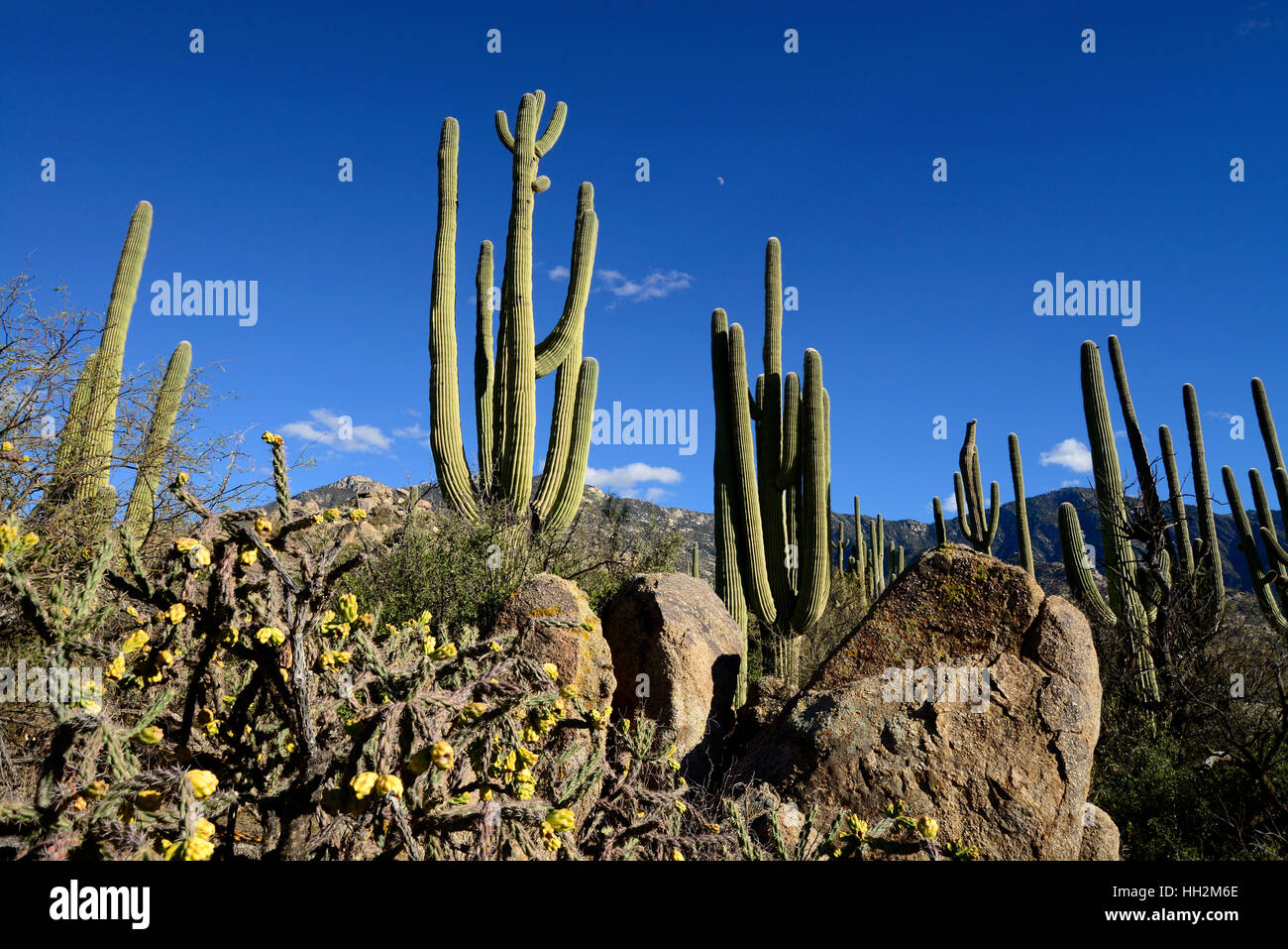Saguaro cactus grow in the foothills of the Santa Catalina Mountains, a