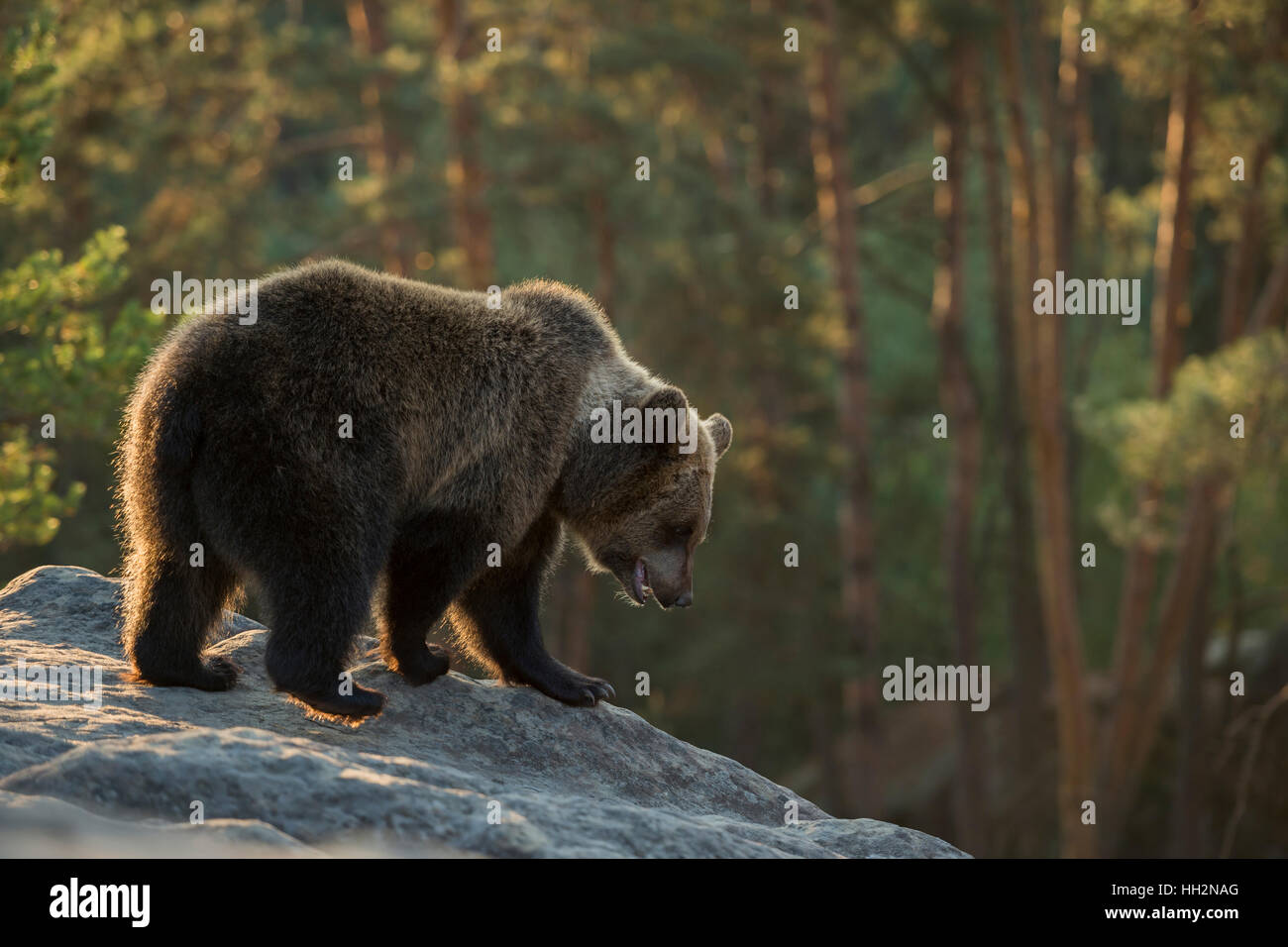 European Brown Bear / Braunbaer ( Ursus arctos ), stands on a rock in the mountains, watching down, exploring its surrounding. Stock Photo