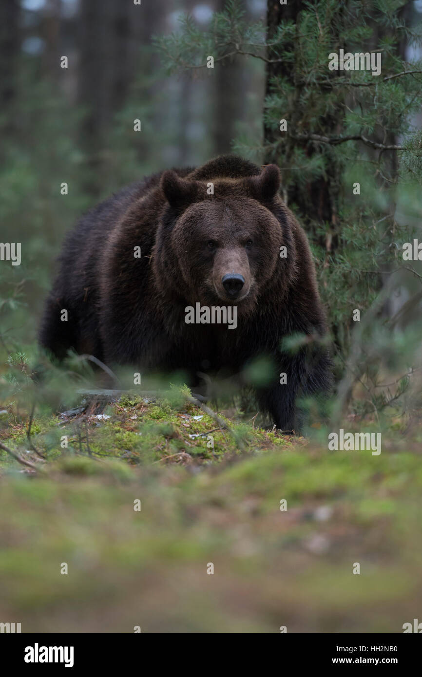European Brown Bear / Europaeischer Braunbaer ( Ursus arctos ) breaking through the undergrowth of a forest, dangerous encounter. Stock Photo