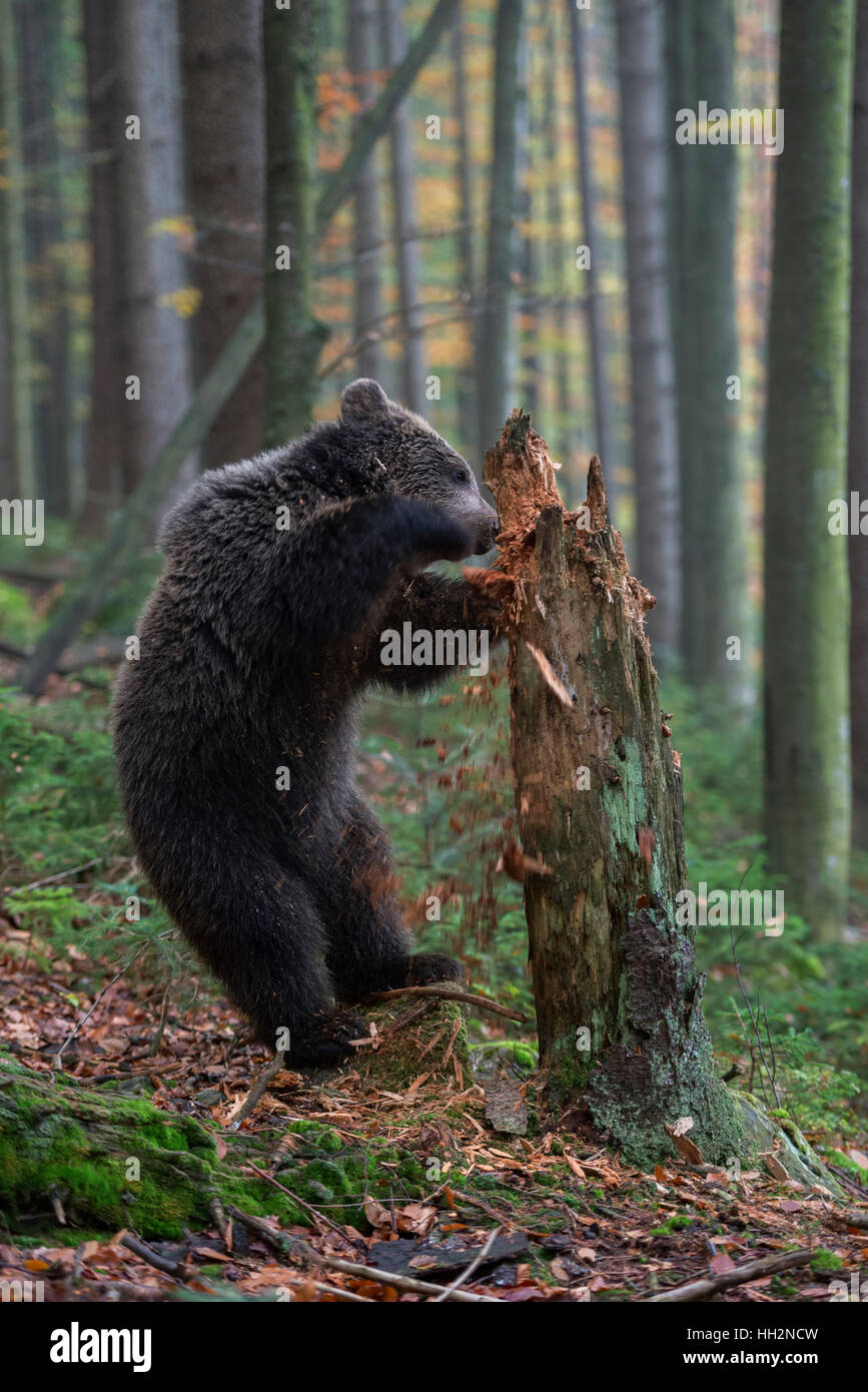European Brown Bear (Ursus arctos ), cute cup, stands on its hind legs, exploring a rotten tree trunk, searching for food. Stock Photo