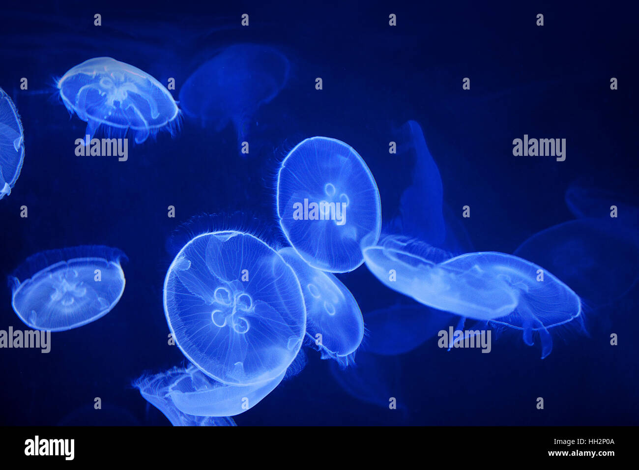 blue jellyfish on black background Stock Photo - Alamy