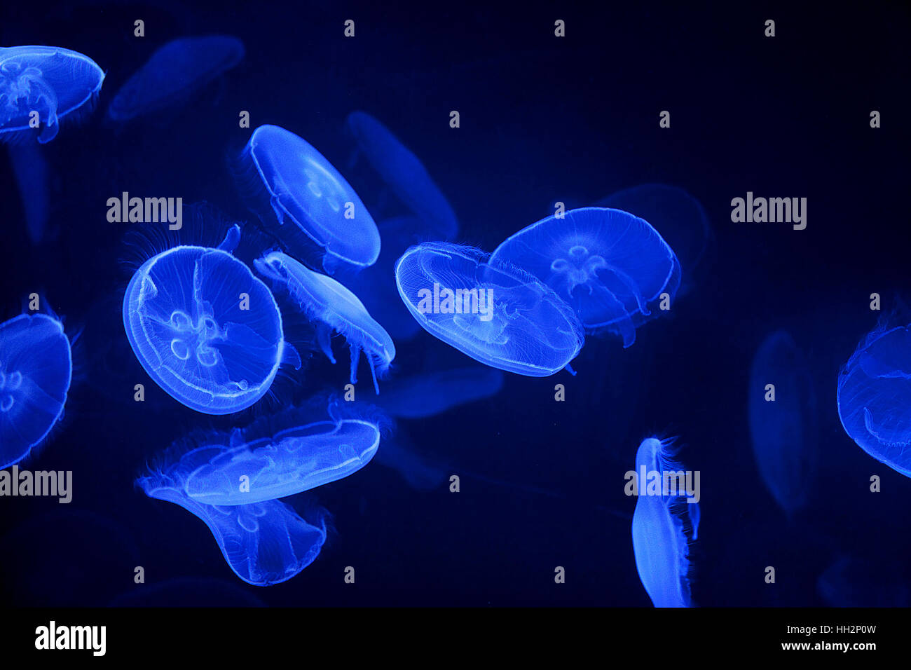 blue jellyfish on black background Stock Photo - Alamy