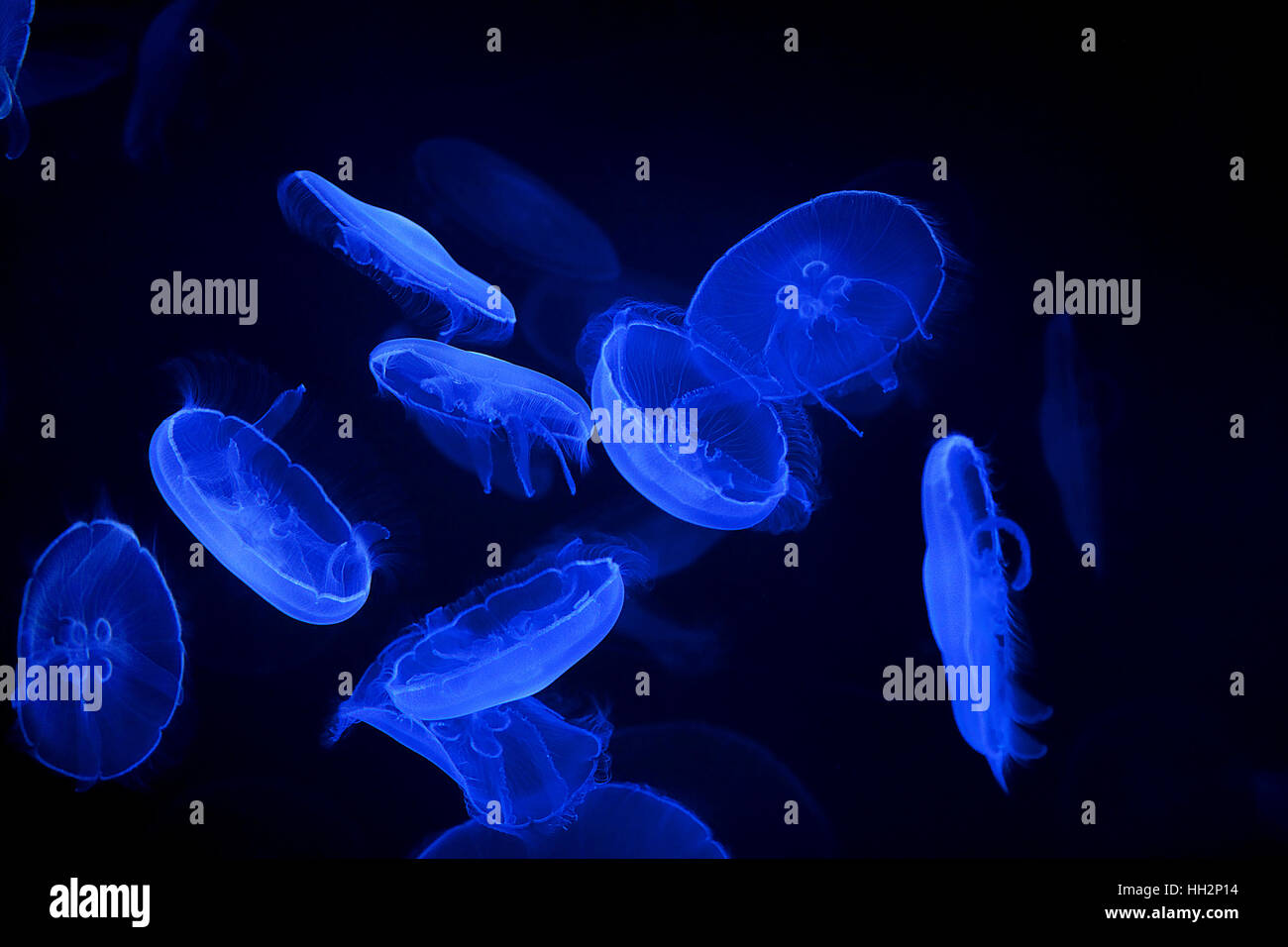blue jellyfish on black background Stock Photo - Alamy