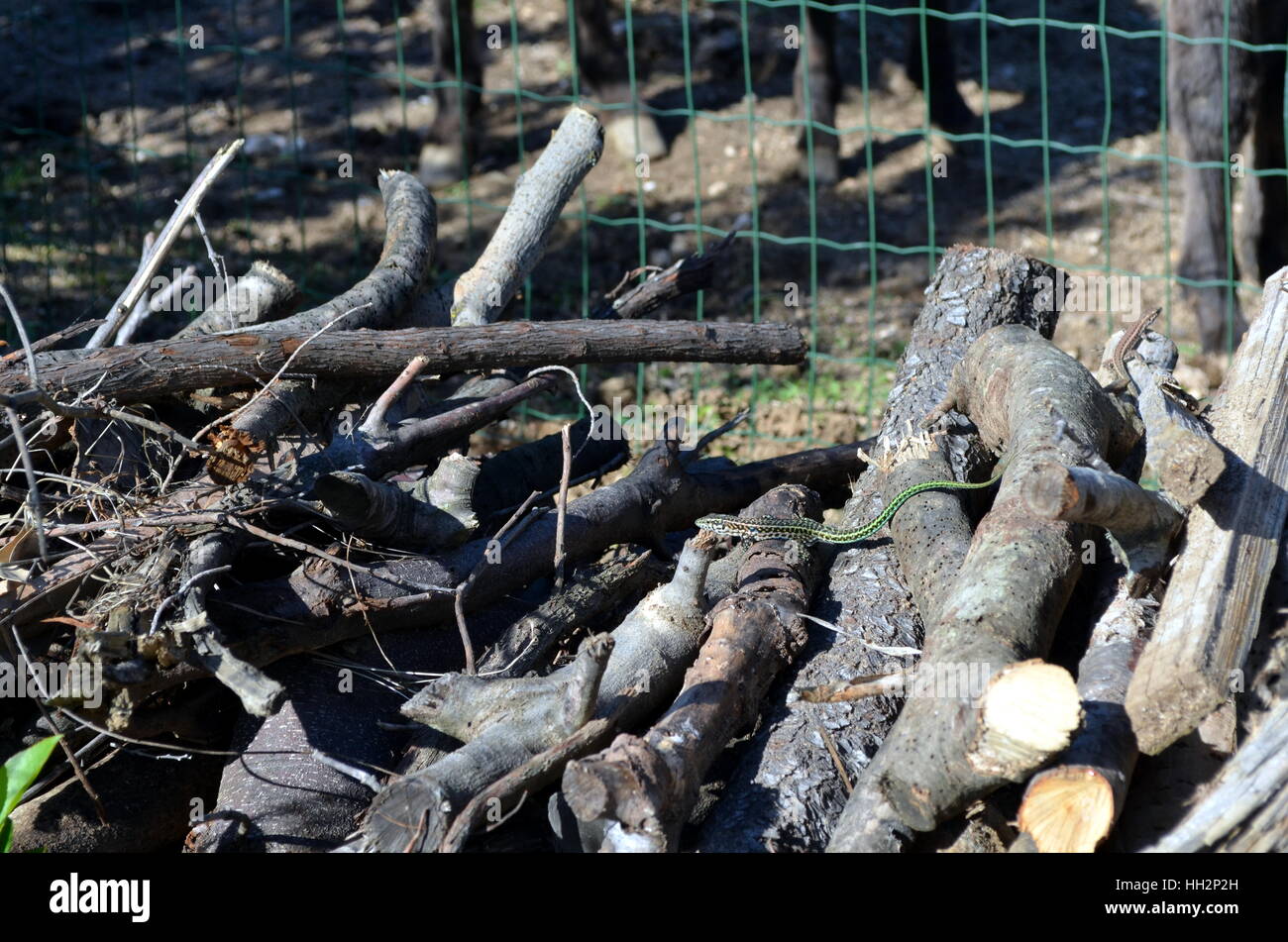 Small Green Vine Snake, Ahaetulla nasuta in a woodpile Chrysopelea ornata Stock Photo