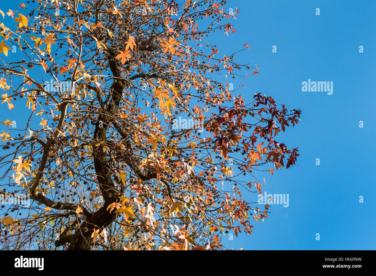 Liquidambar autumn leaves against the blue sky Stock Photo