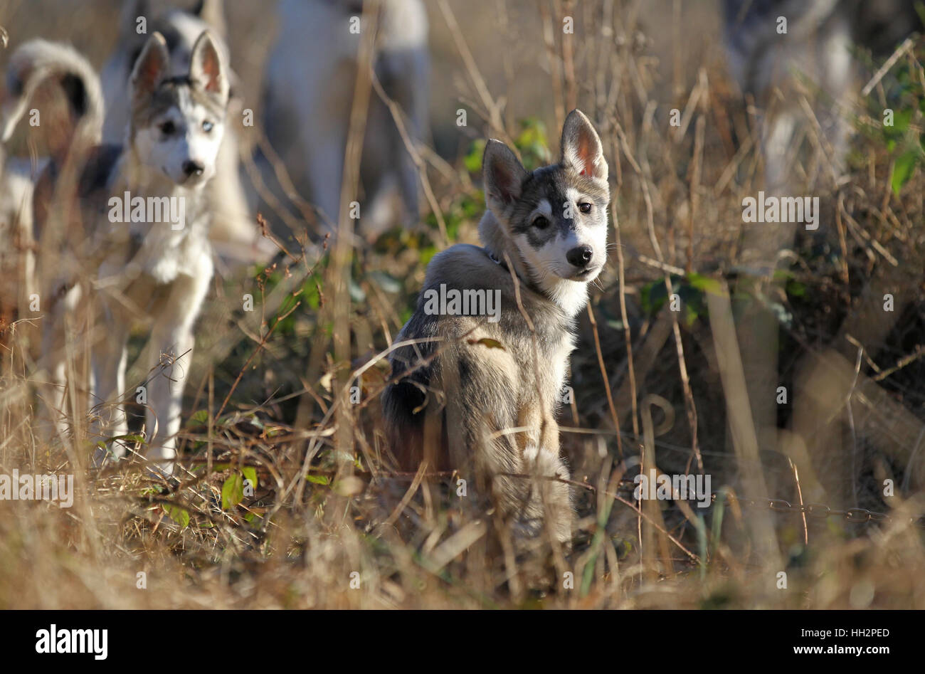 Husky puppy waits for the racing at Sherwood Pines forest Nottinghamshire Stock Photo