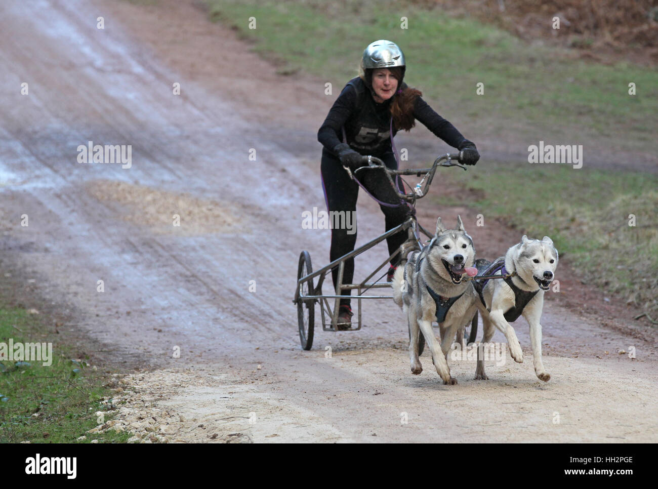 Husky racing at Sherwood Pines forest Nottinghamshire Stock Photo