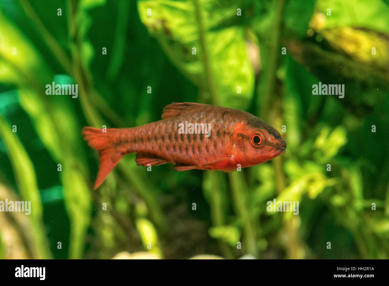 Portrait of freshwater barb fish (Puntius titteya) in aquarium Stock Photo