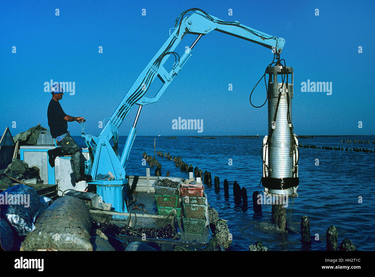 Mussel Harvest or Harvesting Mussels from a Mussel Farm or Aquaculture