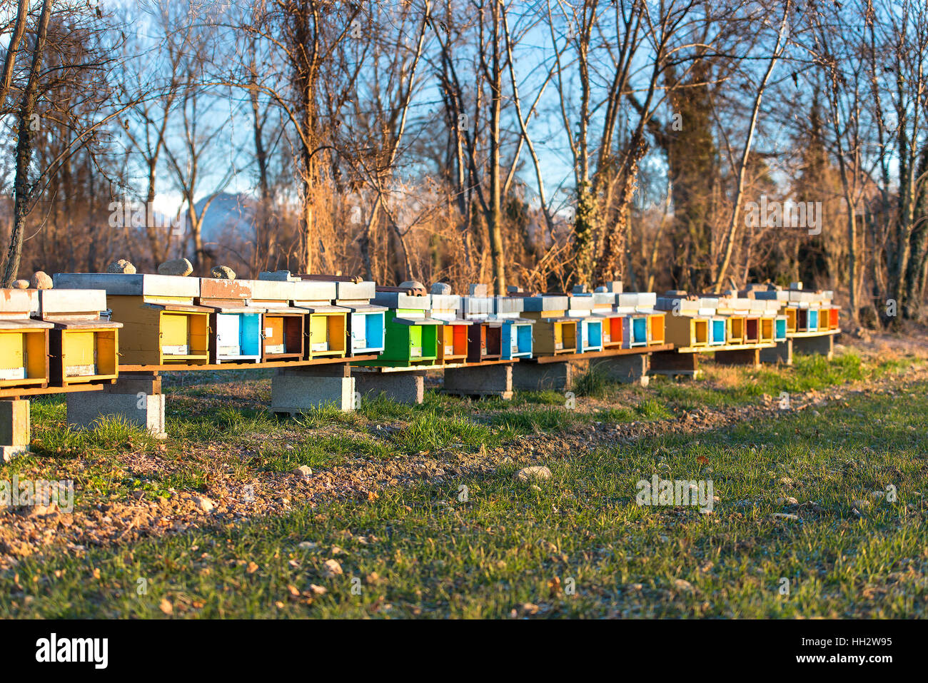 Honey bee hives italy hi-res stock photography and images - Alamy