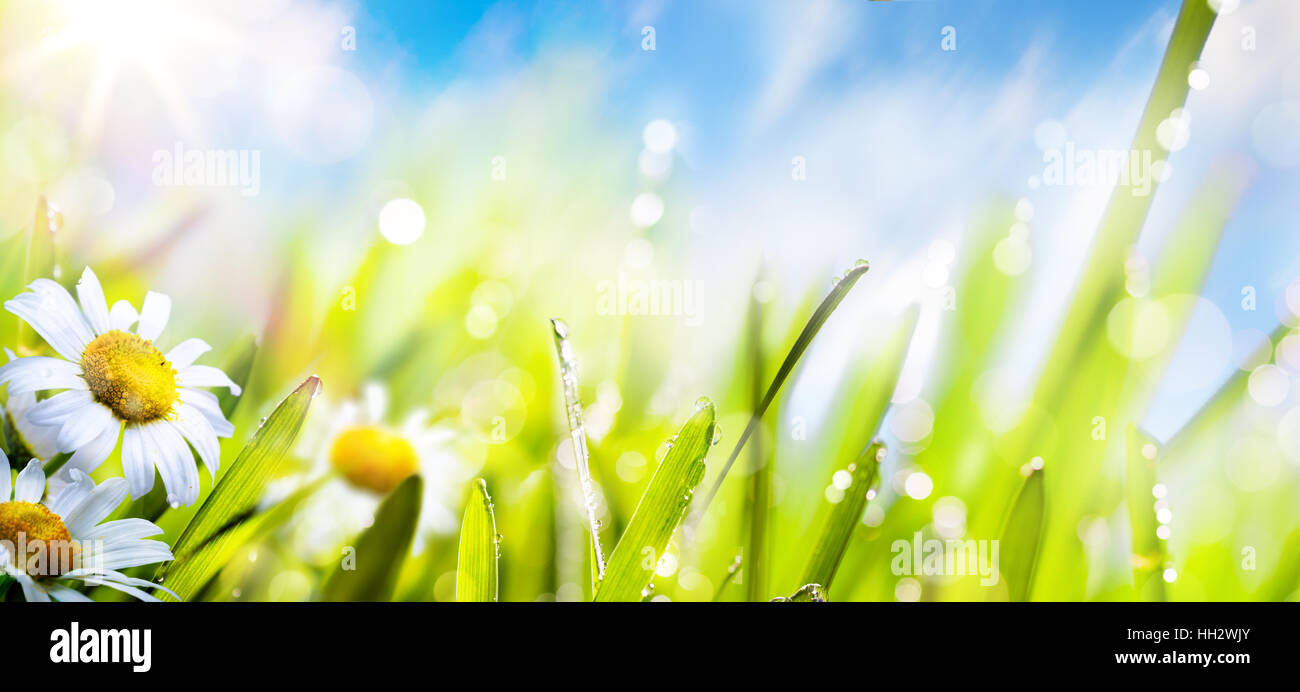 art spring summer flower background; fresh grass on sun sky Stock Photo