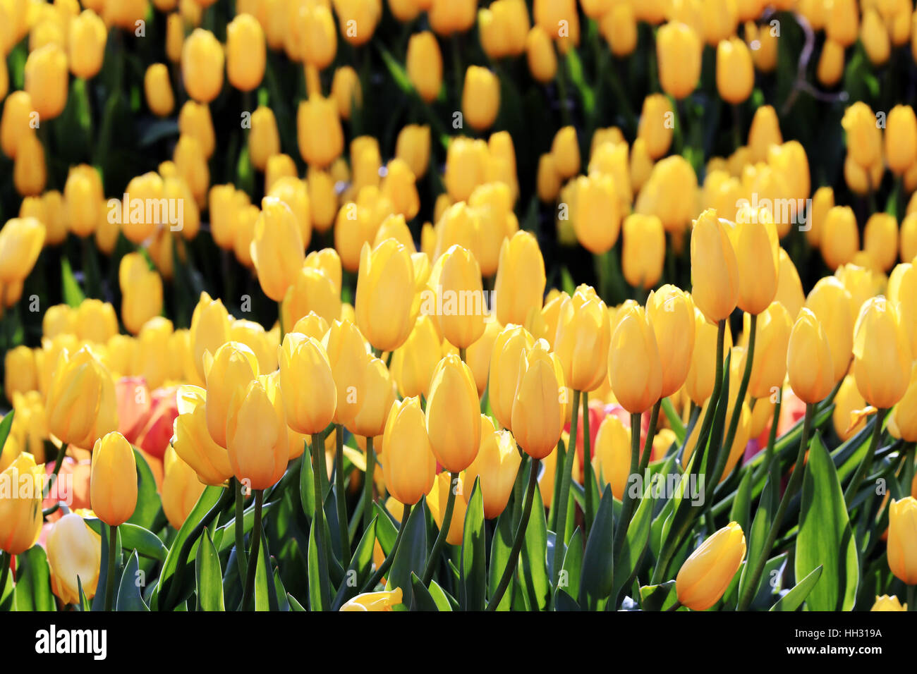 Fujisawa, Japan. 15th Jan, 2017. Colorful tulips are fully bloomed at