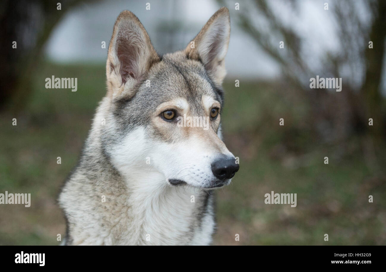 Elsa the Saarloos wolfdog sitting in a field near Sehnde, Germany, 10 January 2017. Domesticated wolfdogs are sometimes confused for wild wolves. Photo: Julian Stratenschulte/dpa Stock Photo