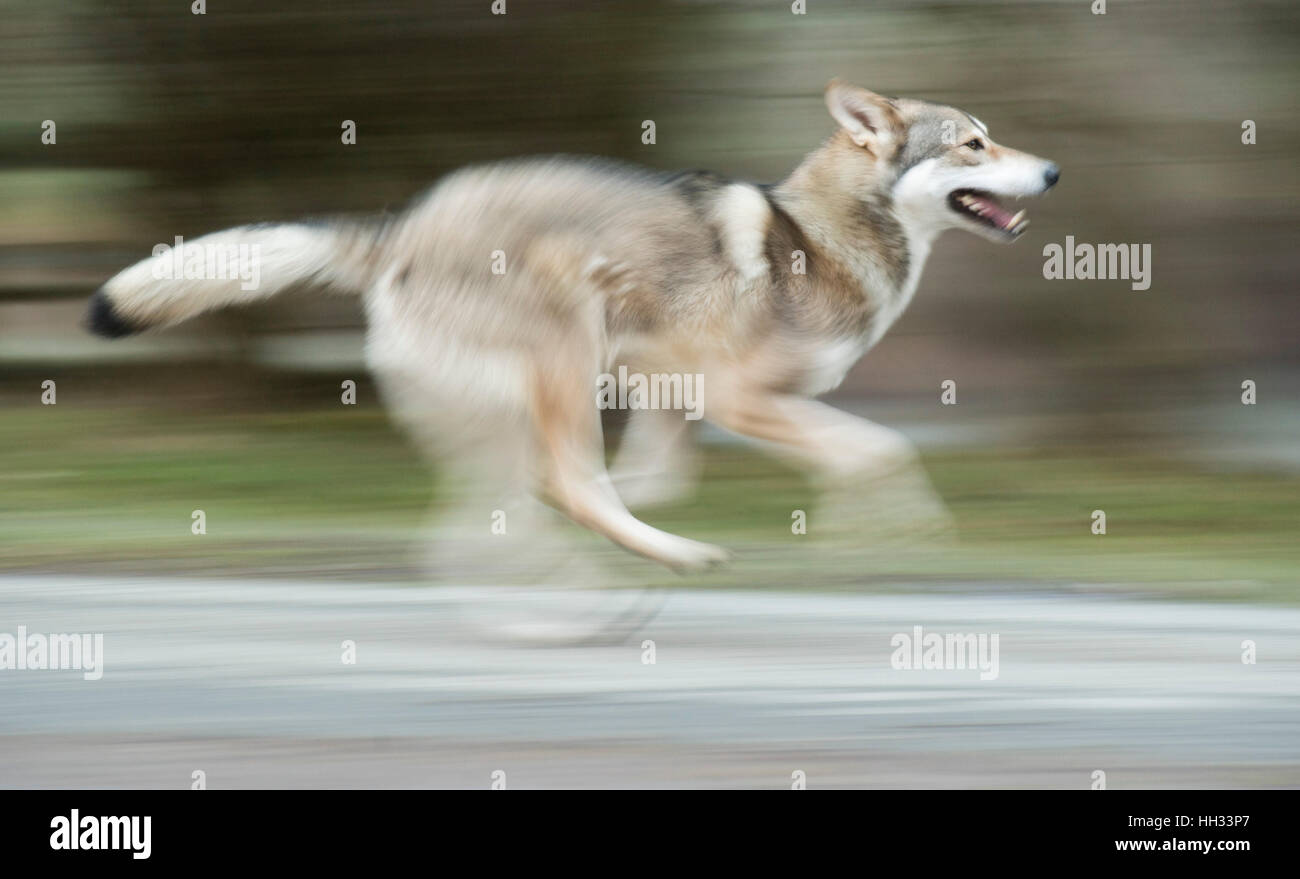 Sehnde, Germany. 10th Jan, 2017. Elsa the Saarloos wolfdog running along a path in a field near Sehnde, Germany, 10 January 2017. Domesticated wolfdogs are sometimes mistaken for wild wolves. Photo: Julian Stratenschulte/dpa/Alamy Live News Stock Photo
