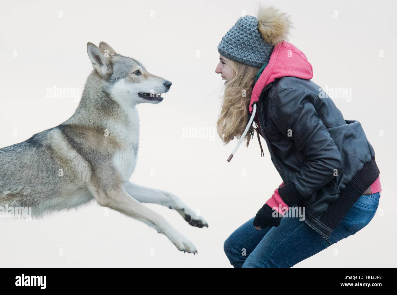 Sehnde, Germany. 10th Jan, 2017. Elsa the Saarloos wolfdog and her owner Daria Mathiaszyk playing on a path in a field near Sehnde, Germany, 10 January 2017. Domesticated wolfdogs are sometimes mistaken for wild wolves. Photo: Julian Stratenschulte/dpa/Alamy Live News Stock Photo