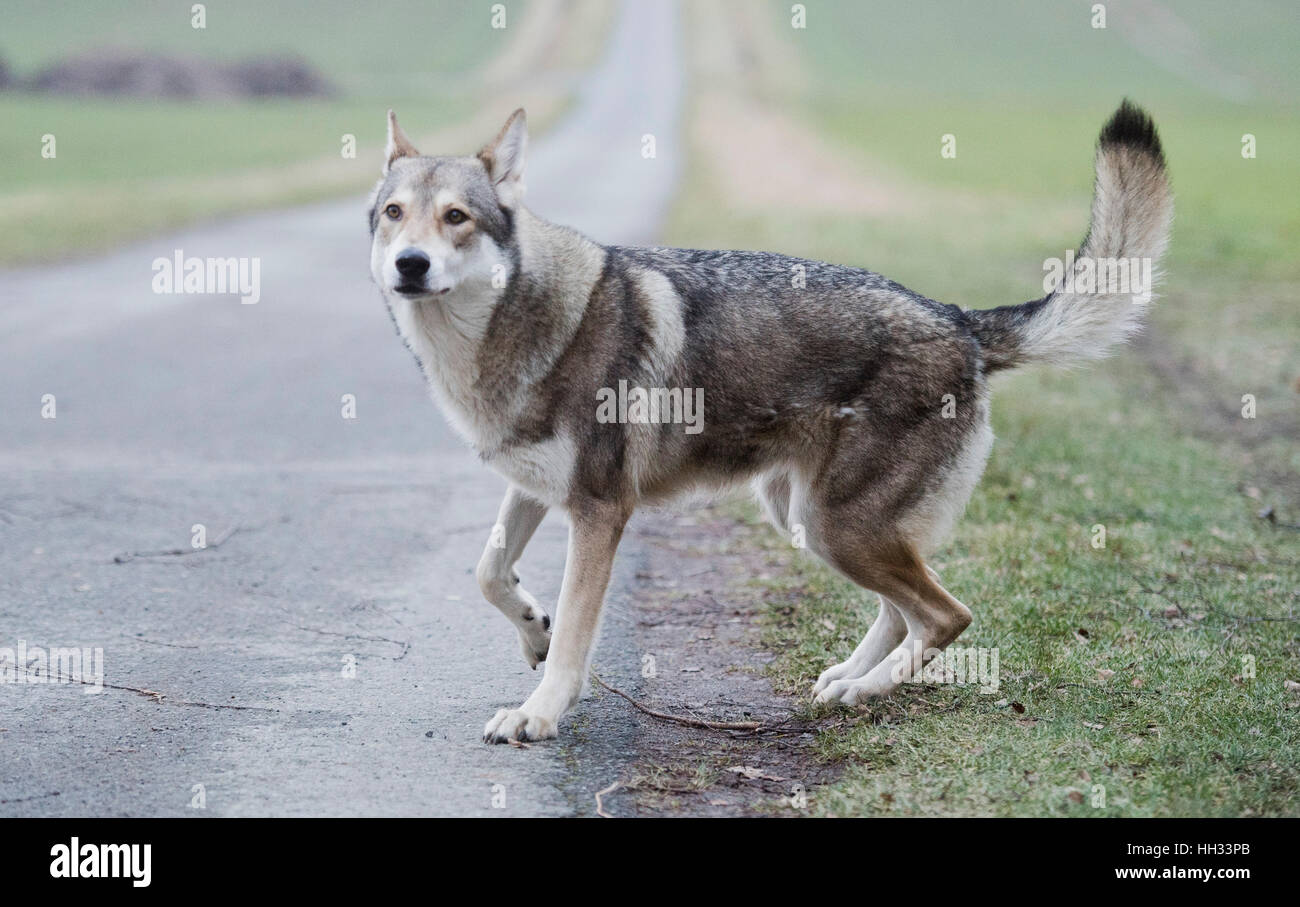 Sehnde, Germany. 10th Jan, 2017. Elsa the Saarloos wolfdog playing in a field near Sehnde, Germany, 10 January 2017. Domesticated wolfdogs are sometimes mistaken for wild wolves. Photo: Julian Stratenschulte/dpa/Alamy Live News Stock Photo