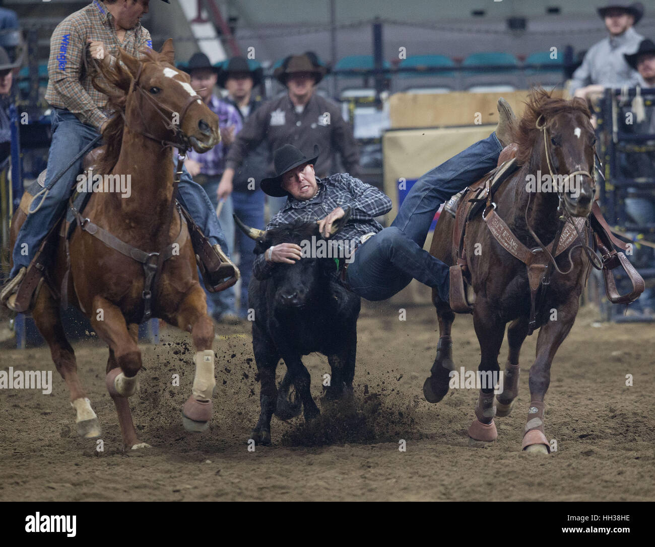 Denver, USA. 16th Jan, 2017. Steer Wrestler Cody Pratt of CO jumps on his steer during the PRCA Performance #9 at the National Western Stock Show Monday afternoon. Credit: Hector Acevedo/ZUMA Wire/Alamy Live News Stock Photo