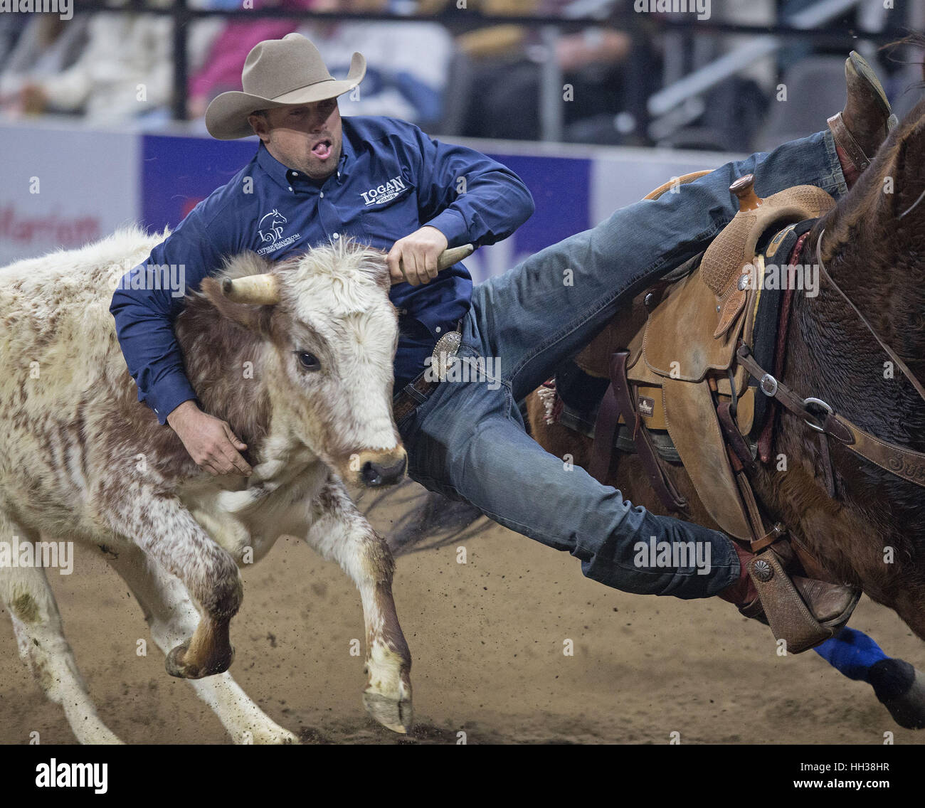 Denver, USA. 16th Jan, 2017. Steer Wrestler Olin Hannum of ID jumps on his steer during the PRCA Performance #9 at the National Western Stock Show Monday afternoon. Credit: Hector Acevedo/ZUMA Wire/Alamy Live News Stock Photo