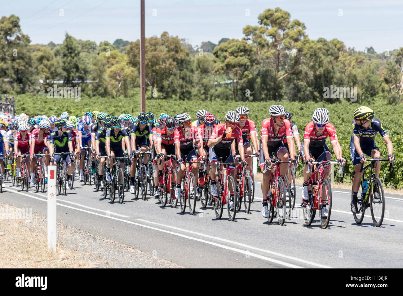 Adelaide, Australia. 17th January, 2017. Cyclists from the Trek