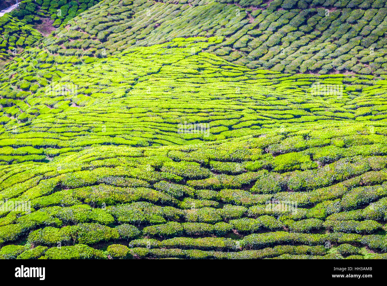 Agriculture in cameron highlands malaysia hi-res stock photography and ...