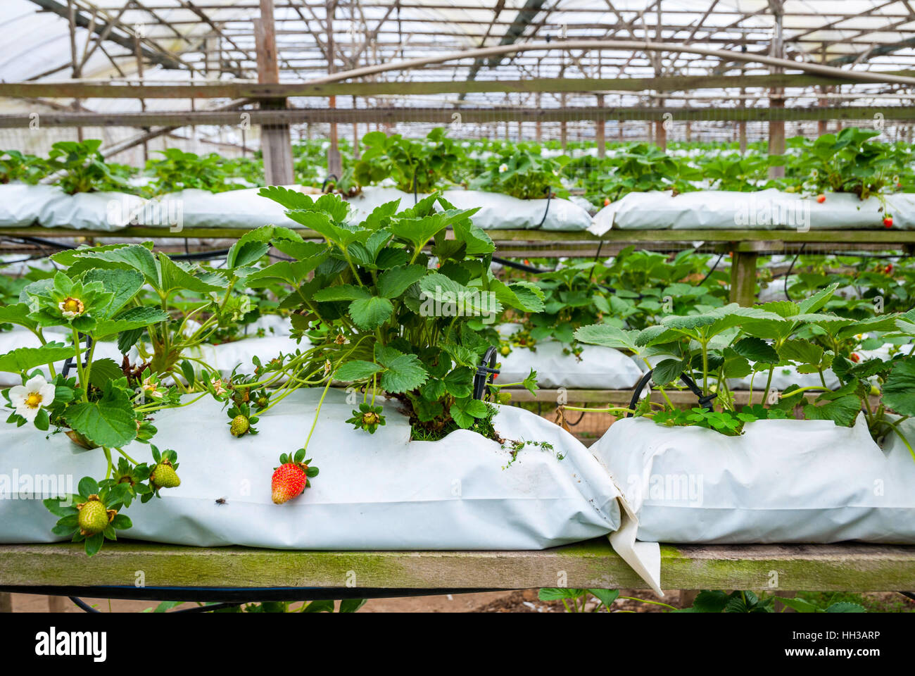 Strawberries growing in lines in greenhouse farm, Cameron highlands ...